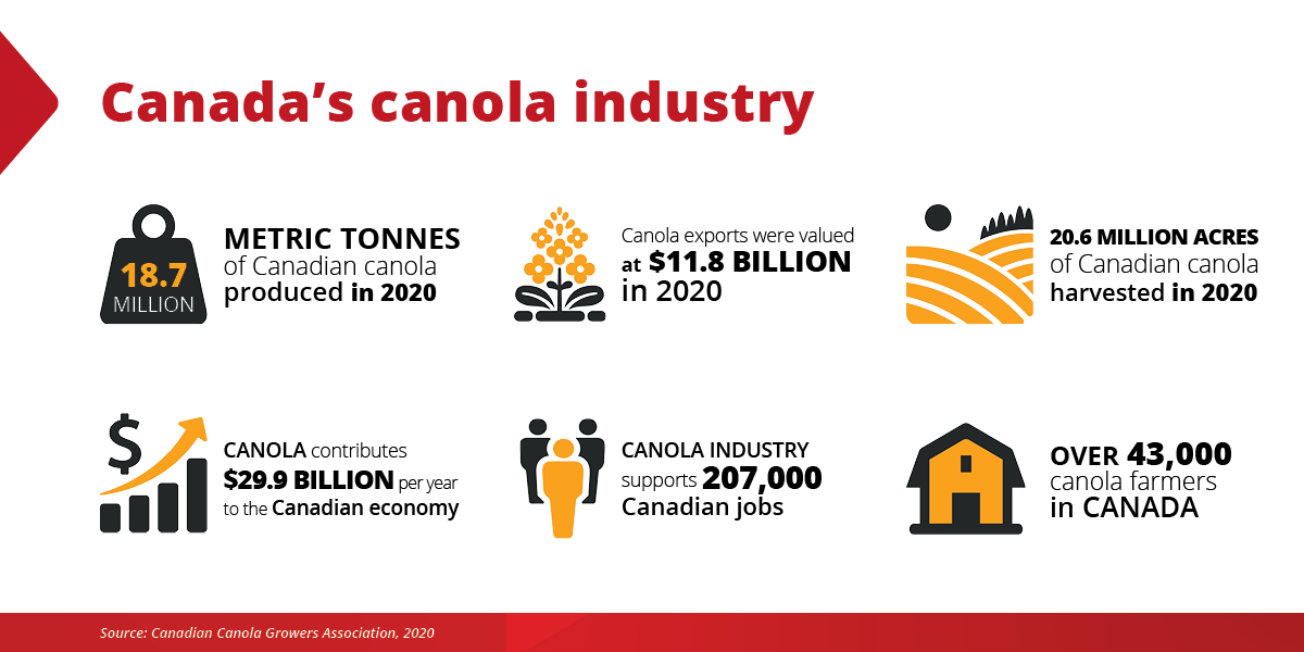 Canada's canola industry - infographic