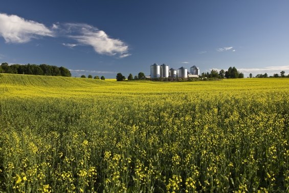 Canola field with biofuel farm structures during sunset.
