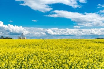 Aerial panoramic view of a canola field in Saskatchewan with a deer jumping through crops and fertilizer storage bins.