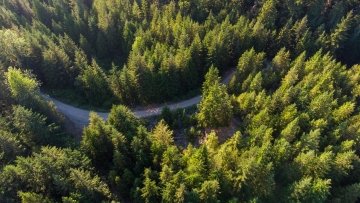 Drone view of a lush green coastal forest.