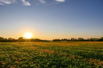 Soybean field in Ontario, Canada in mid September.