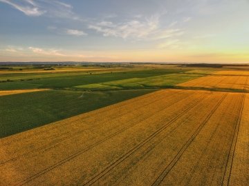 Aerial view of bright yellow rapeseed fields at sunset, with warm light casting long shadows across the landscape. 