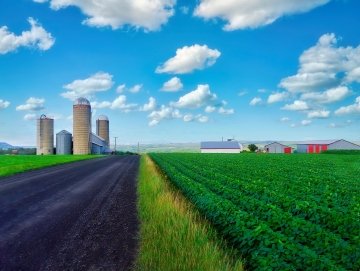 A farm in Quebec with long, straight rows of healthy soybean crops beside a gravel road under a blue sky with scattered clouds.