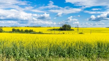 Yellow canola field in bloom with isles of green bushes and blue sky and cloudy background.