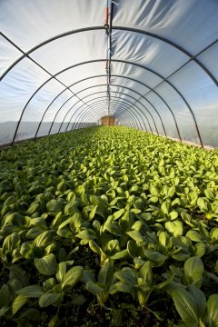 Organic greenhouse during harvest time.